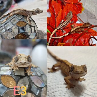 Pagekon riasnaty - 8