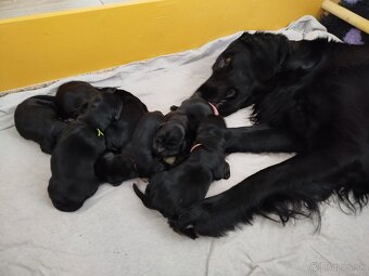 Flat coated retriever šteniatka s PP - 8