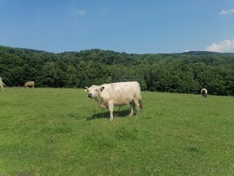 Galloway - 8