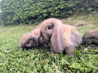 Mini Lop – zdrobnené baranovité králiky (Madagaskar) 🐰 - 8