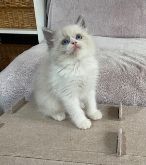 Ragdoll bez pp - 8