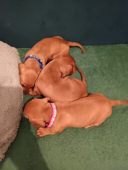 Šteniatka krátkosrtý jazvečík "štandard" - 8