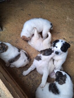 Stredoázijsky ovčiak - 8