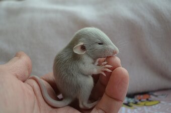 Potkaníky s rodokmeňom - rezervácie - 8