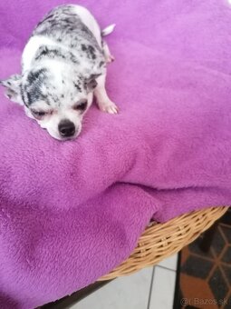 Čivava krátkosrstá - 8