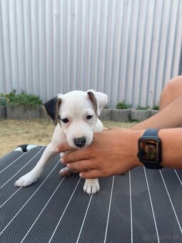 Jack Russell Terier Tricolor - 8