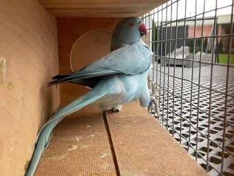 Alexander hch / opalin - 8