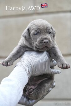 Bandog , Mastiff , Mollos - 8