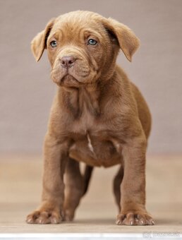 Bandog , Mastiff , Mollos - 8