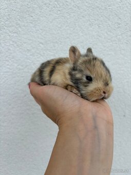 🐰 Ponúkame na rezerváciu zakrslích zajačikov - 8