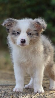 Austrálsky ovčiak × Border collie, borderka, border kólia - 8