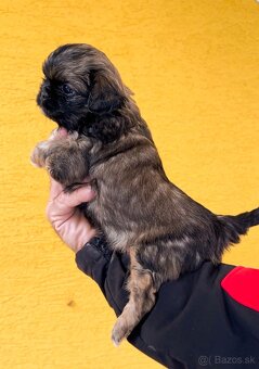 Steniatko Kratkosrsty Pekinezer Fenka aj Psik - 8