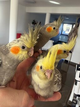 Korely ručne dokrmena Krotká - 8