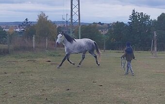 Lusitano kobyla - 8