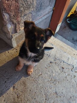 Nemecký ovčiak - 8