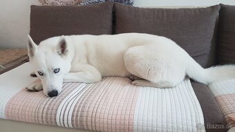 Sibirsky husky - 8