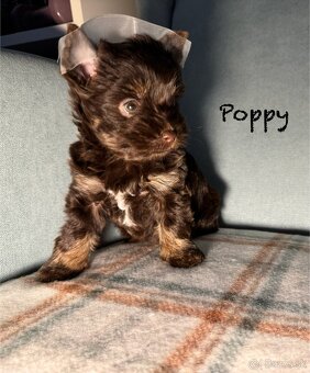 York,Yorkshirsky terier s PP ,jorkšír,jork - 8