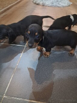 Predám jazvečikov - 8