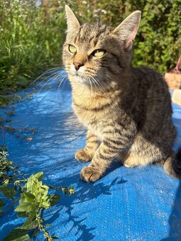 Darujem dve mačičky - 8