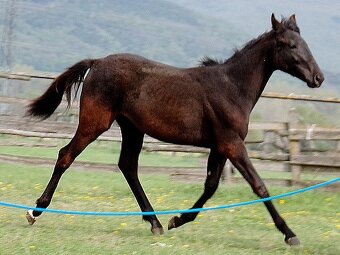 kobylka po appaloosa - 8