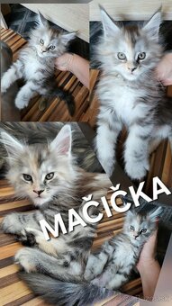 Mačiatka Maine Coon - 8