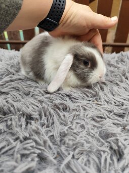 Zakrsly barancek satén samička s VP - 8