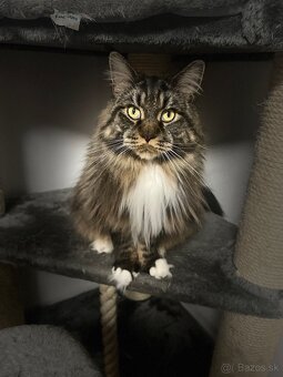 Mainska myvalia mačka main coon - 8