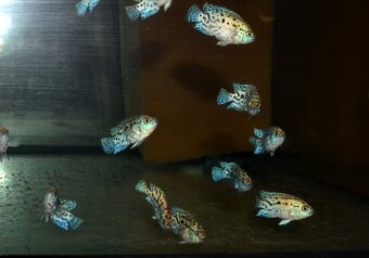 Rocio octofasciata - Kančík perleťový - 8