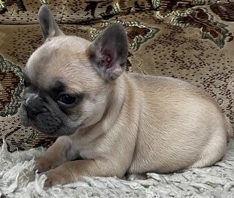 Francuzsky buldoček - 8