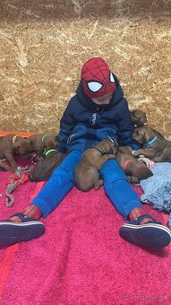 Rhodesian Ridgeback s preukazom pôvodu - 8