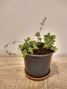 Predám Migrénovník - 8