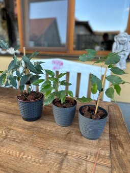 Ficus benjamina - Fikus benjamín / Variegata - 8