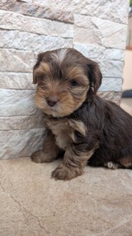 Yorkshire terrier - 8