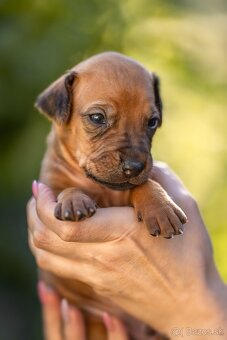 Rhodesian ridgeback steniatka s PP - 8