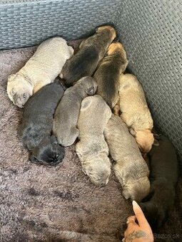 Cane corso šteniatka - 8