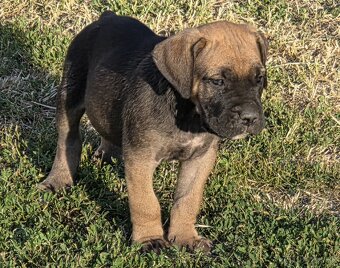 Cane corso šteniatka - 8