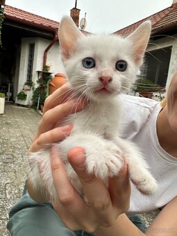 Darujeme pekné hravé zdravé mačiatka - 8
