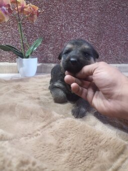 nemecky ovčiak šteniatka - 8