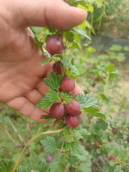 Čučoriedky, zemolez, muchovníky, maliny, moruše, černice - 8