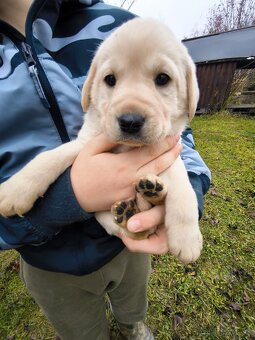 Labradorsky retriver - 8