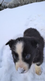 borderkolia - bicolor - tricolor - 8