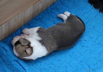 Wels Corgi Cardigen - 8