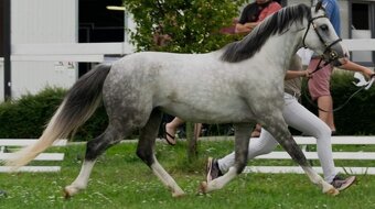 Lusitano x Welsh B - 8