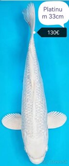 Koi kapre - 8