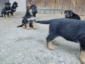 Predám - nemecký ovčiak šteniatka - 8