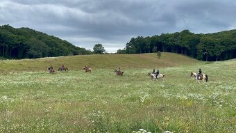 Ustajnenie koní - 8