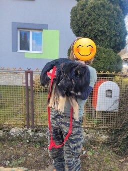 Mladý Chodský pes REZERVOVANÉ - 8