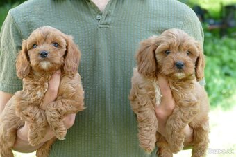 Cavapoo - 8