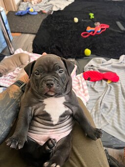 American Bully pocket - 8