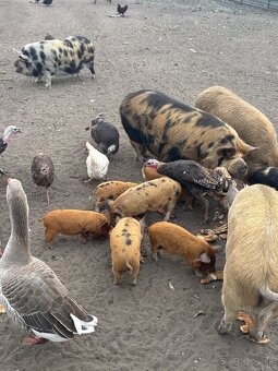 predam Kune Kune - 8